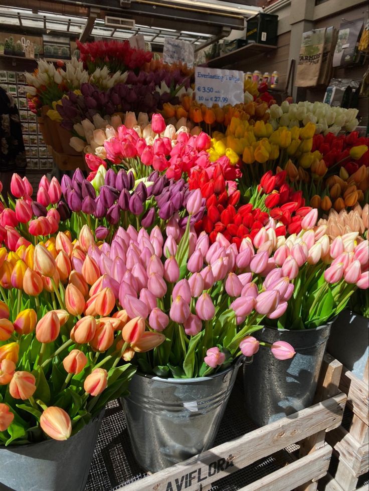 Only Tulips tweet media