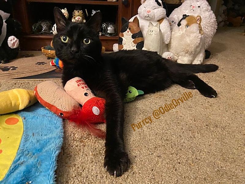 THE Odie Bob Orville 😺 tweet media