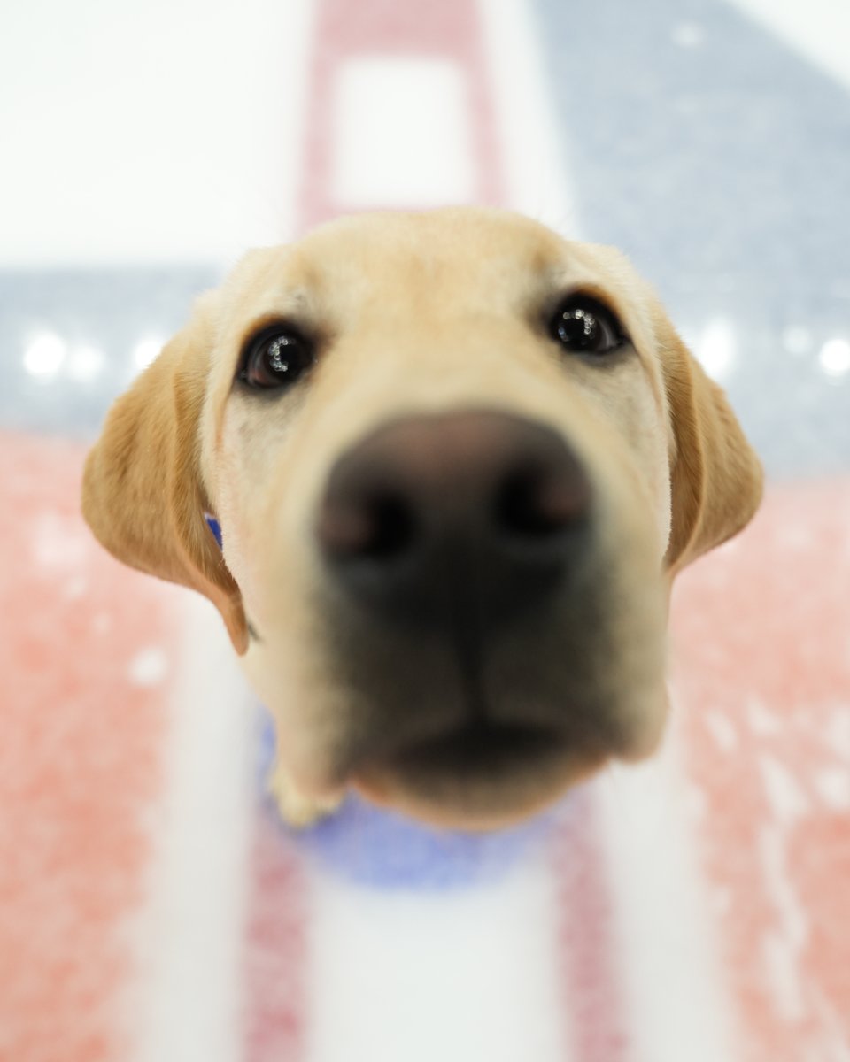 New York Islanders tweet media