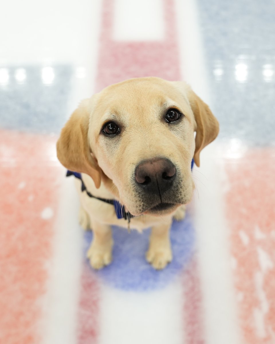 New York Islanders tweet media