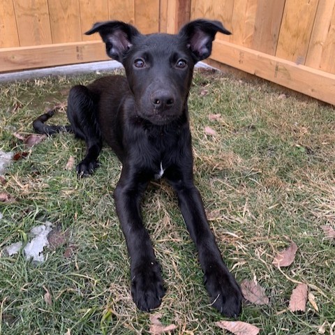 Edmonton Humane Society tweet media