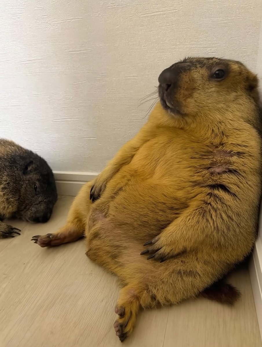 bull market genius tweet media