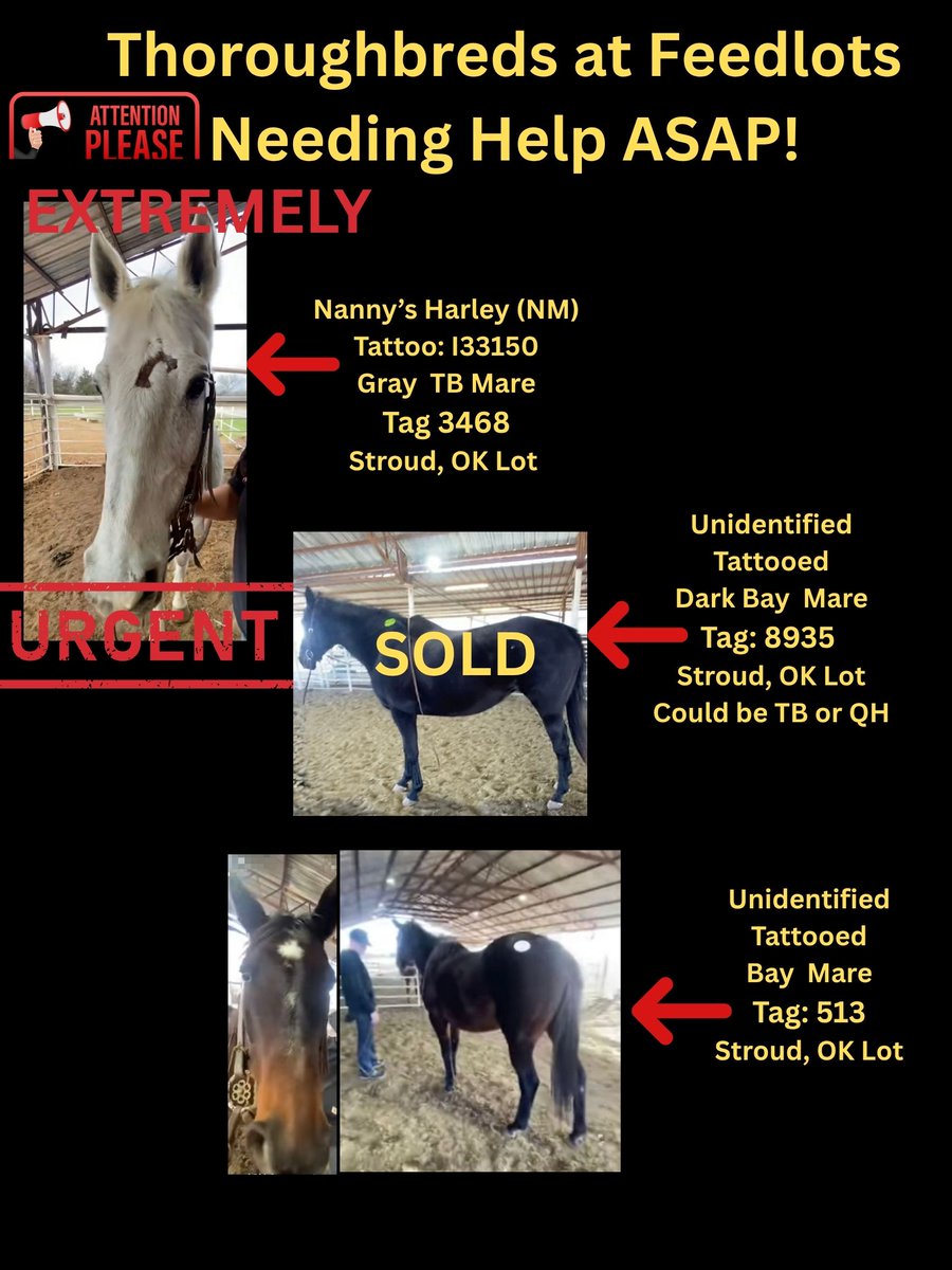 RACEFund's tweet photo. 🆘🆘🆘🆘🆘🚨🚨🚨🚨🚨👉Sadly we knew when we had to put a moratorium in place that many thoroughbreds would not be helped because we can't with so many horses still in quarantine, extra quarantine board and vet bills, transportation costs and the industry is still not doing anything to help them. Many of theses horses are in dire straits emergency mode because their time is running out, especially Nanny's Harley and Pippa's Prospect. Some horses are emaciated and need immediate care. What does it take for an industry to wake up and step up to help the very fiber of the industry when they are in trouble❓@jockeyclub @NTRA @LightUpRacing @BreedersCup @KYTbred @KyHBPA @nationalhbpa @theTDN @PastTheWire @RepoleStable @PatCummingsNTA @INThoroughbred @EponaInitiative