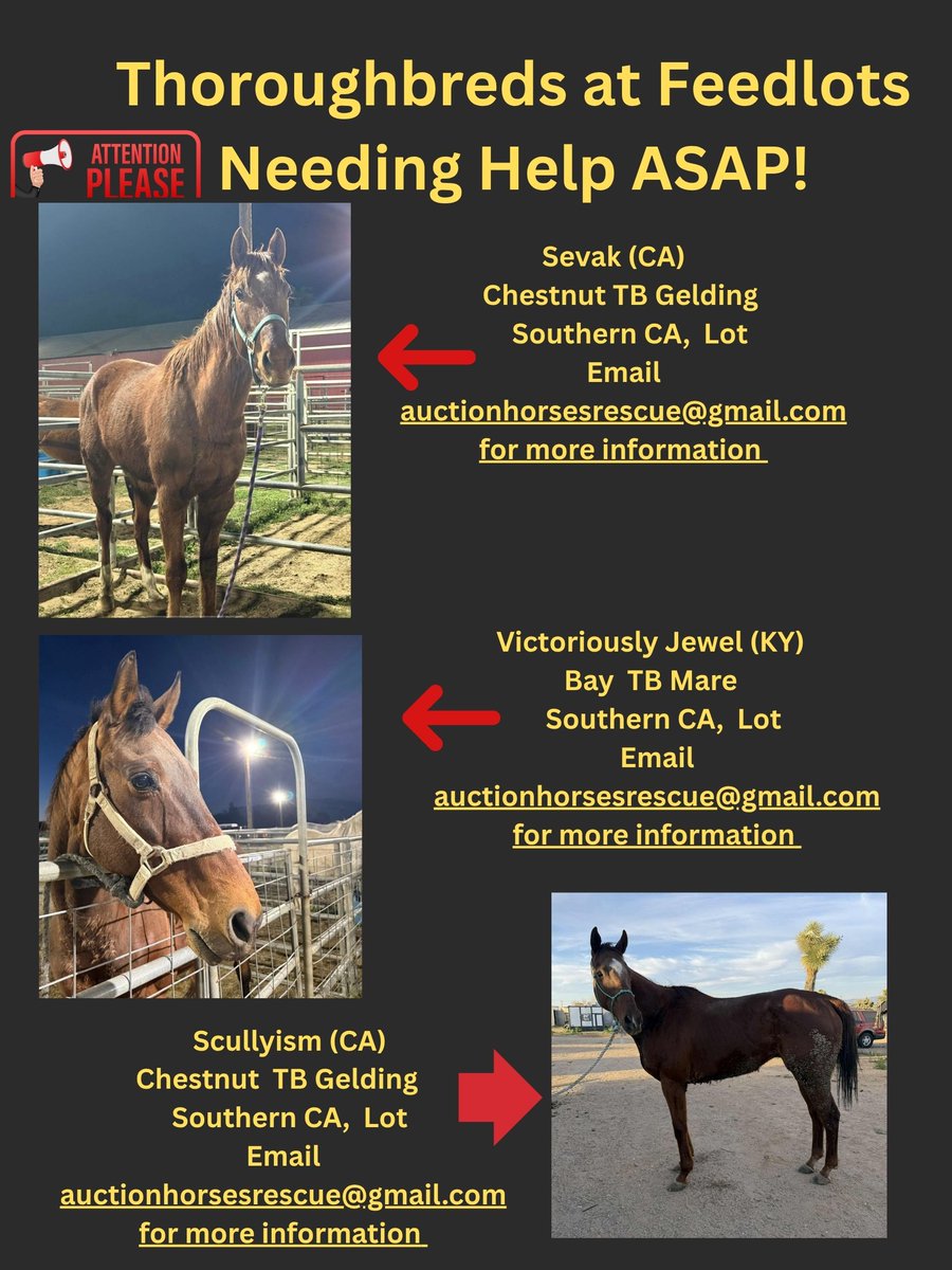 RACEFund's tweet photo. 🆘🆘🆘🆘🆘🚨🚨🚨🚨🚨👉Sadly we knew when we had to put a moratorium in place that many thoroughbreds would not be helped because we can't with so many horses still in quarantine, extra quarantine board and vet bills, transportation costs and the industry is still not doing anything to help them. Many of theses horses are in dire straits emergency mode because their time is running out, especially Nanny's Harley and Pippa's Prospect. Some horses are emaciated and need immediate care. What does it take for an industry to wake up and step up to help the very fiber of the industry when they are in trouble❓@jockeyclub @NTRA @LightUpRacing @BreedersCup @KYTbred @KyHBPA @nationalhbpa @theTDN @PastTheWire @RepoleStable @PatCummingsNTA @INThoroughbred @EponaInitiative