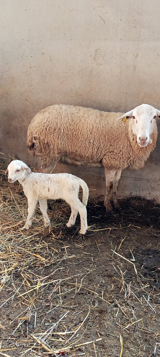 jordi navarra torres tweet media