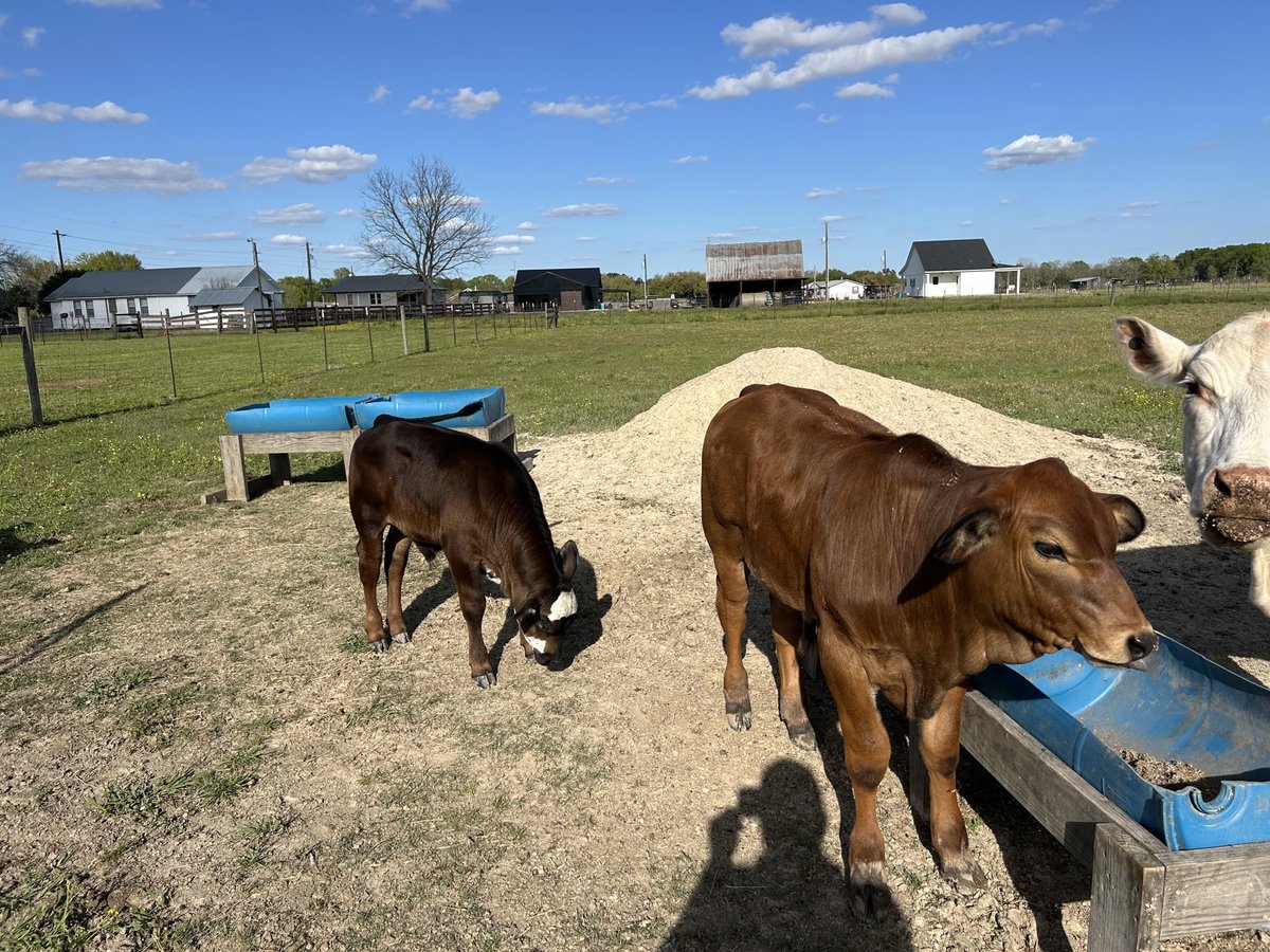 Our 4 babies, Casper, Honey, Red, and Lucky🐄