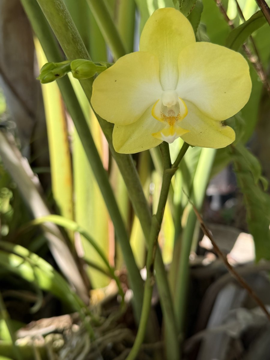 ᛭ Ian ᛭ tweet media