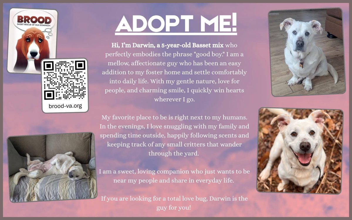 BROODva's tweet photo. 💜💚💛Meet Darwin! ❤️ Read more about him here: https://t.co/siXZzdoEB1.

🆘 Please comment on, like, and share this post to help spread the news about our available hounds! 💕 https://t.co/fTfUUCXgOe