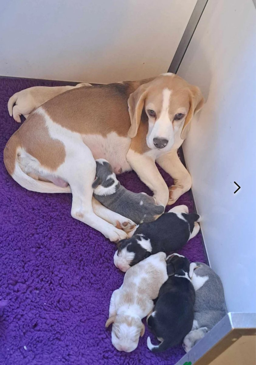 Hugo the Blue Beagle tweet media