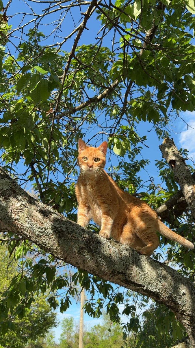 Charting Guy tweet media