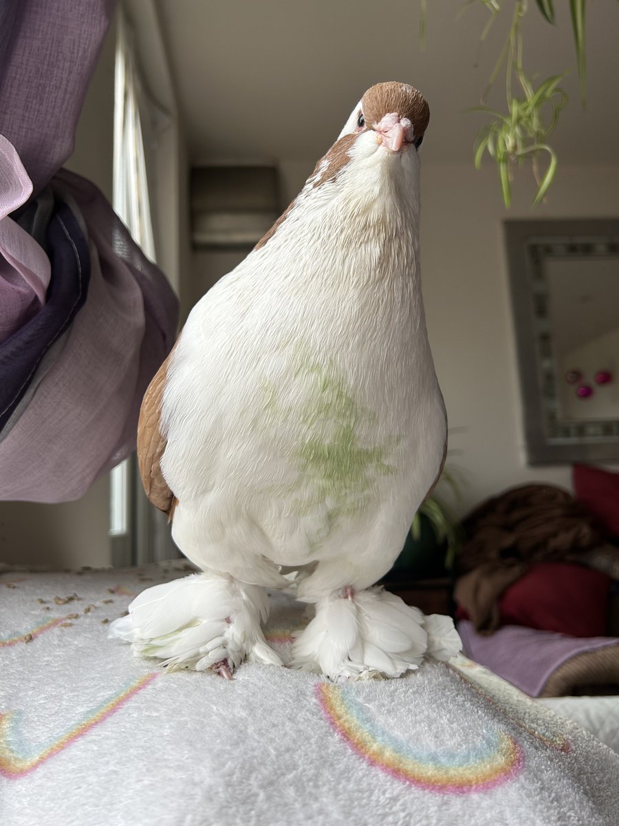 ash 🪿 tweet media