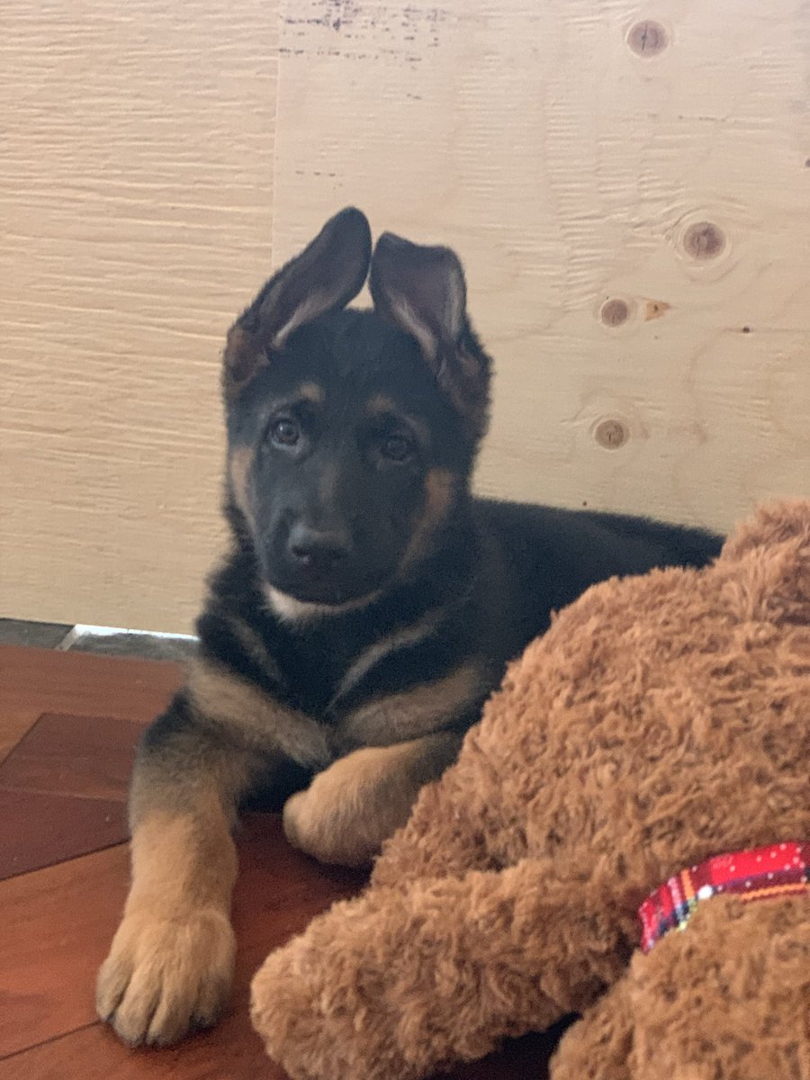 🇨🇦 Pat 🇨🇦 tweet media