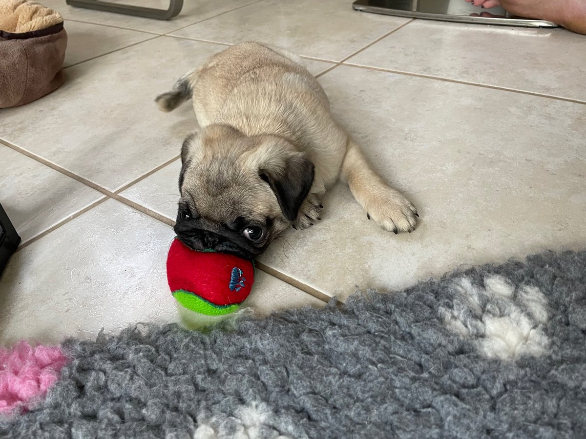 Doppelpug Biene & Beauty (Ministerium f. Mumpitz) tweet media