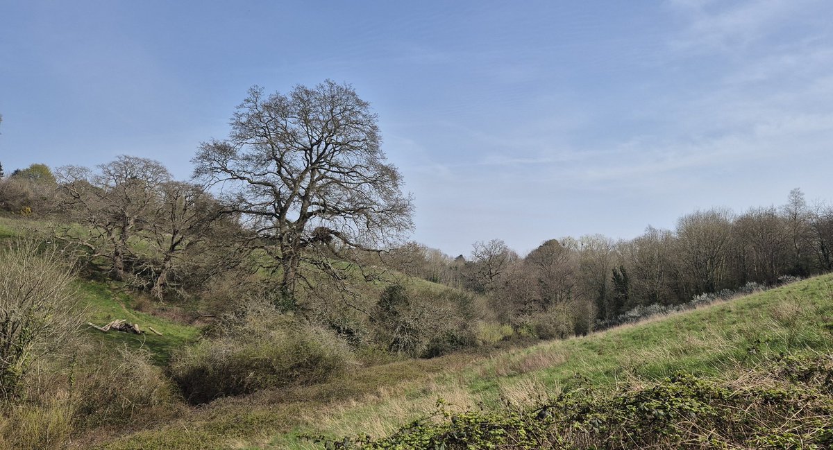 Ozymandiasdust's tweet image. Greening up nicely. A lunchtime walk around Hoopern Valley, Exeter University...🌿🌿🌿 #Exeter