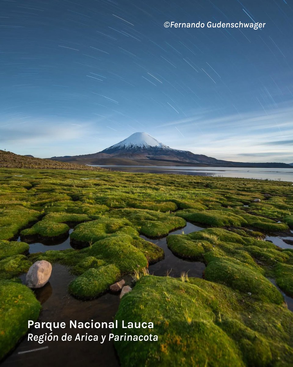 Fundación Reforestemos tweet media