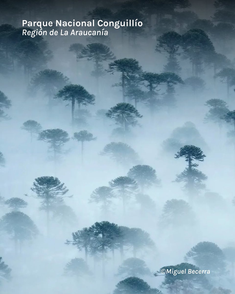 Fundación Reforestemos tweet media