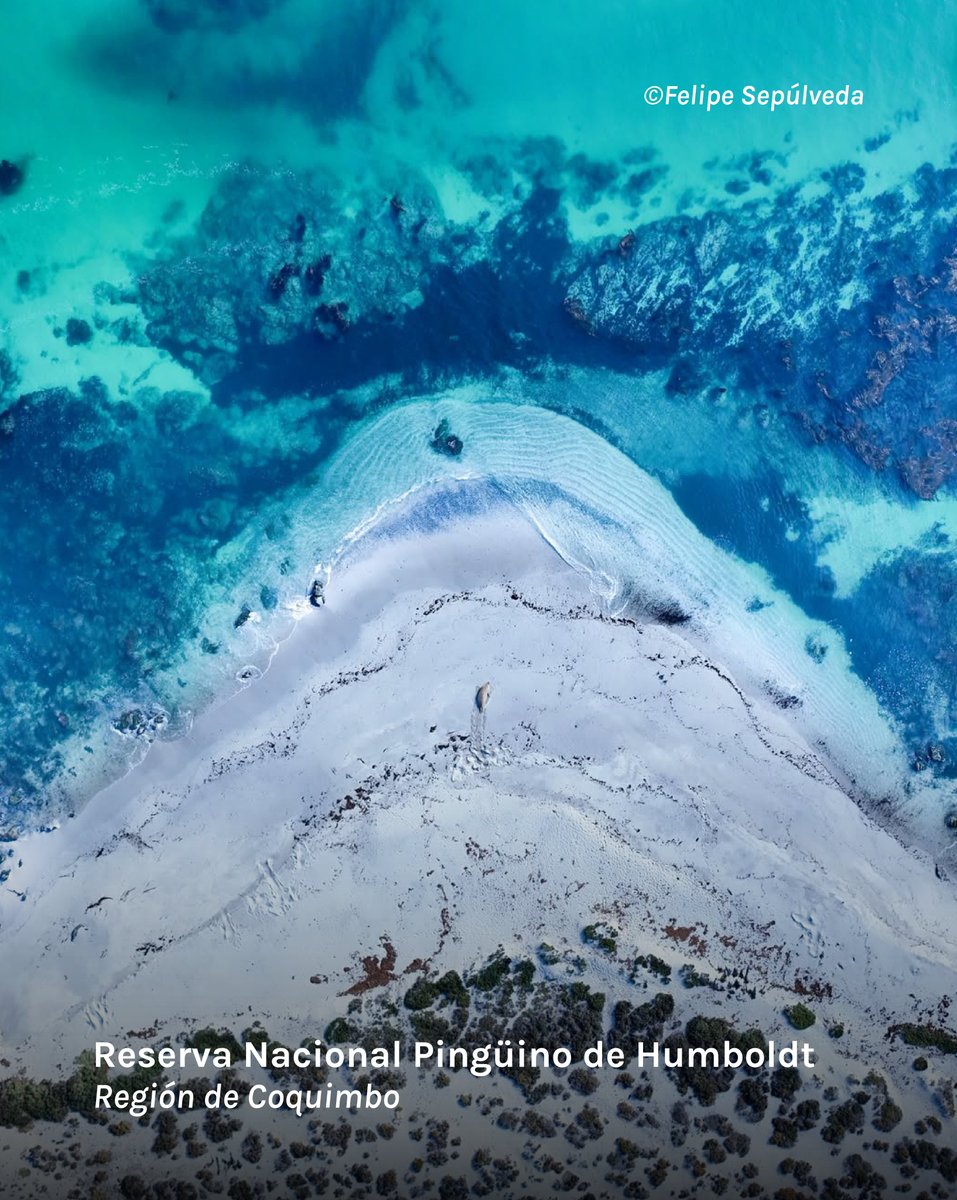 Fundación Reforestemos tweet media
