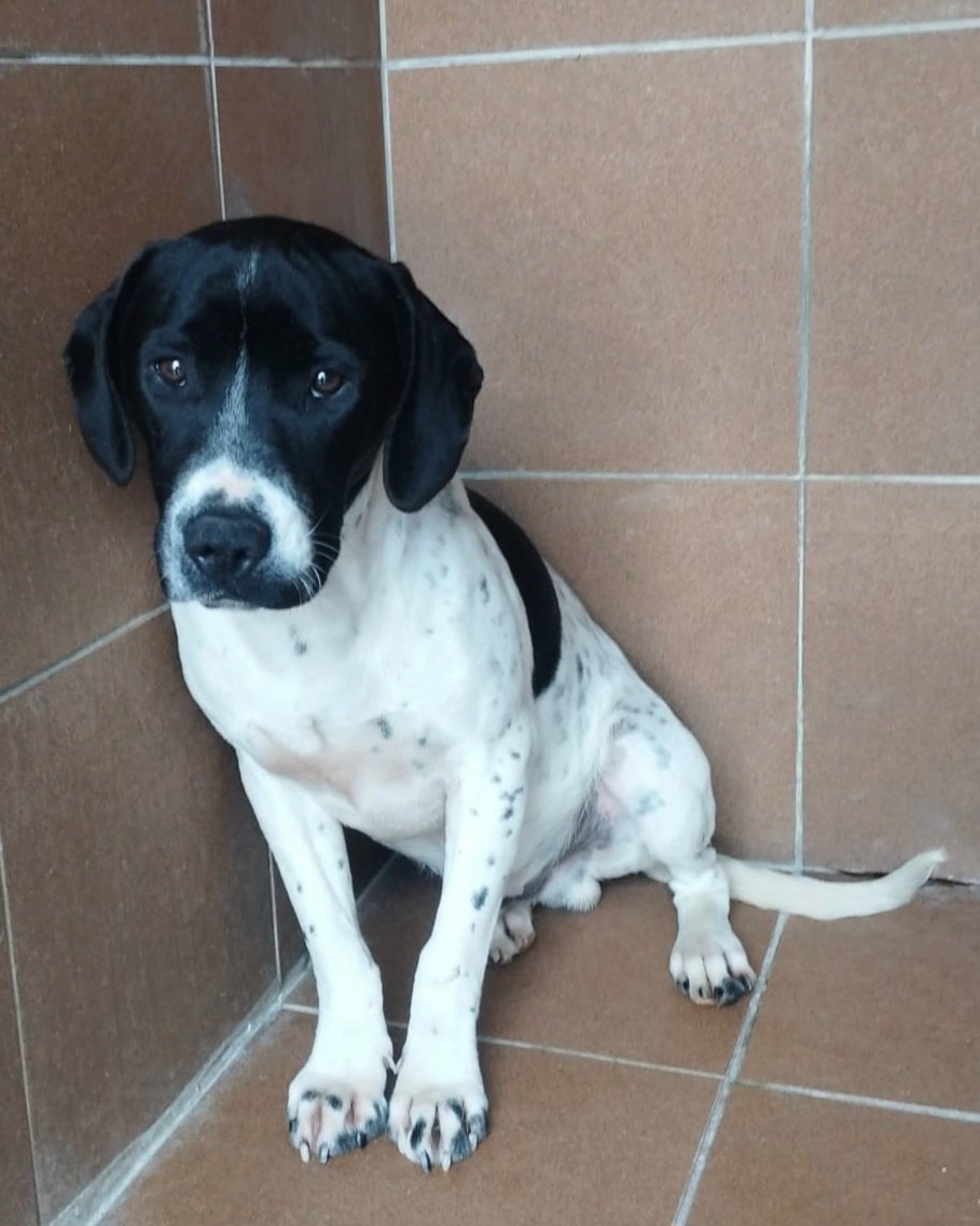 Protectora La Nucia tweet media