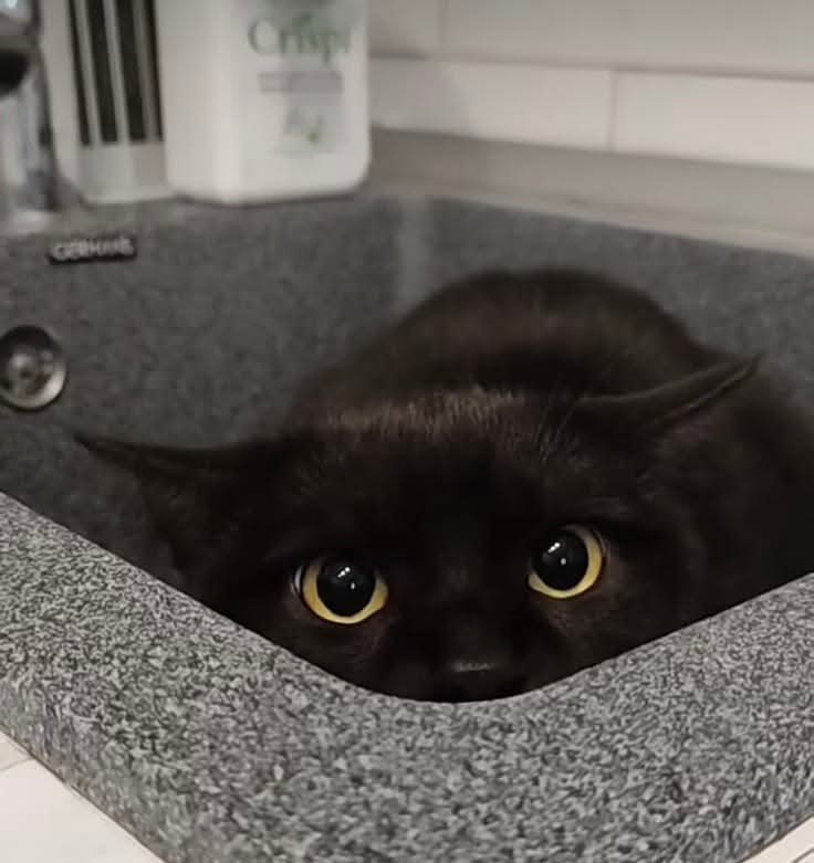 Sara Mary ⭐❤️ tweet media