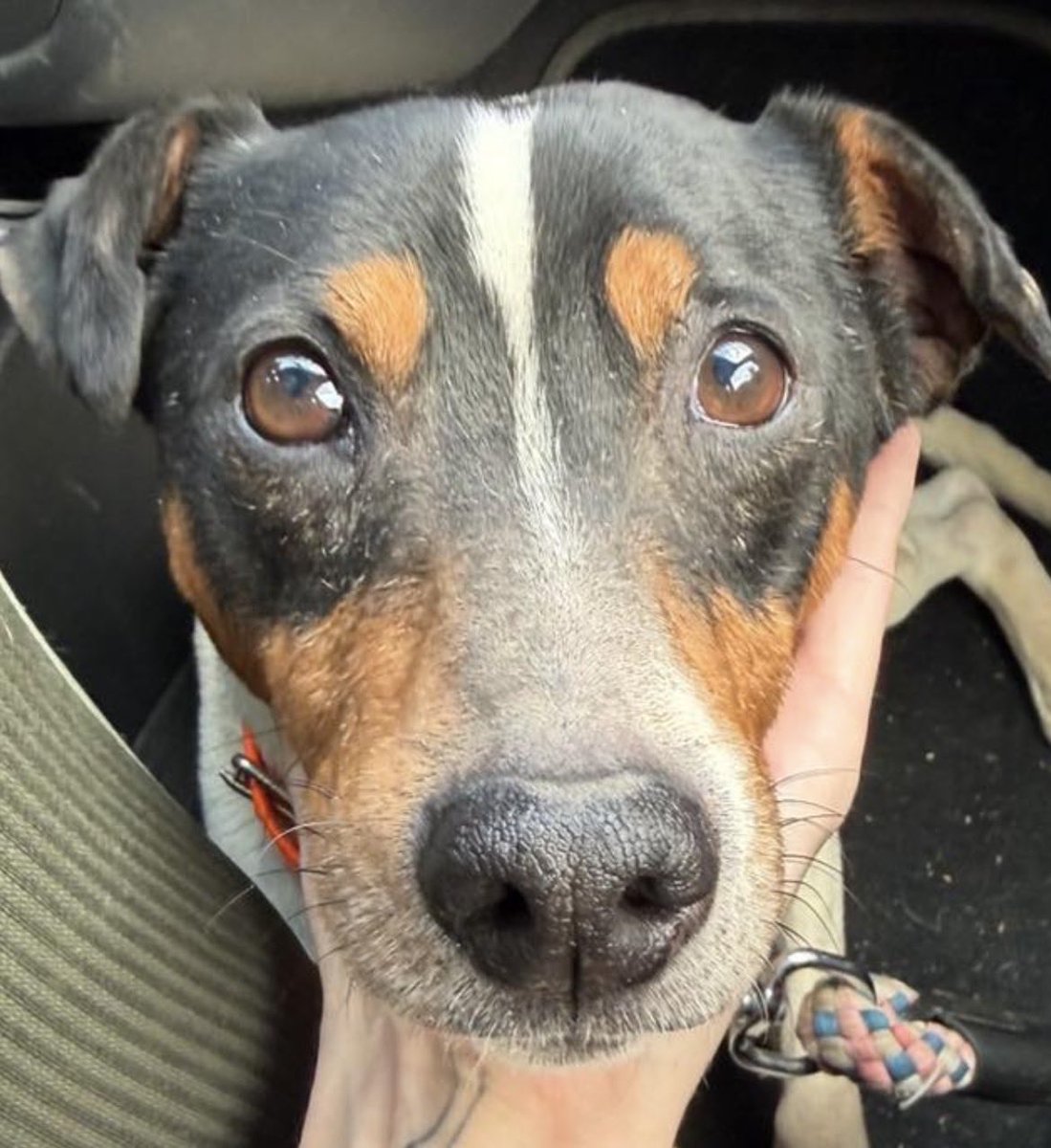 Esa mirada nos pide ayudarle a encontrar un hogar. Le difundimos?🙏🏻🙏🏻
@iluntzeaurretik @libertaria120 <a href="/s_msonia/">Sonia Álvaro</a> <a href="/elmariete/">Super Marius 🇵🇸 🇮🇷</a> <a href="/lolorubio42/">lolo rubio</a> @giljuan59747 <a href="/monchocolatina/">Moncho</a> <a href="/pigrande/">victor manuel corona</a> @juanmanmeza @ngel_caido @teymenfer @silviamartinar1  @maitelamota @albacete1980 @lord_jamral
👇🏻