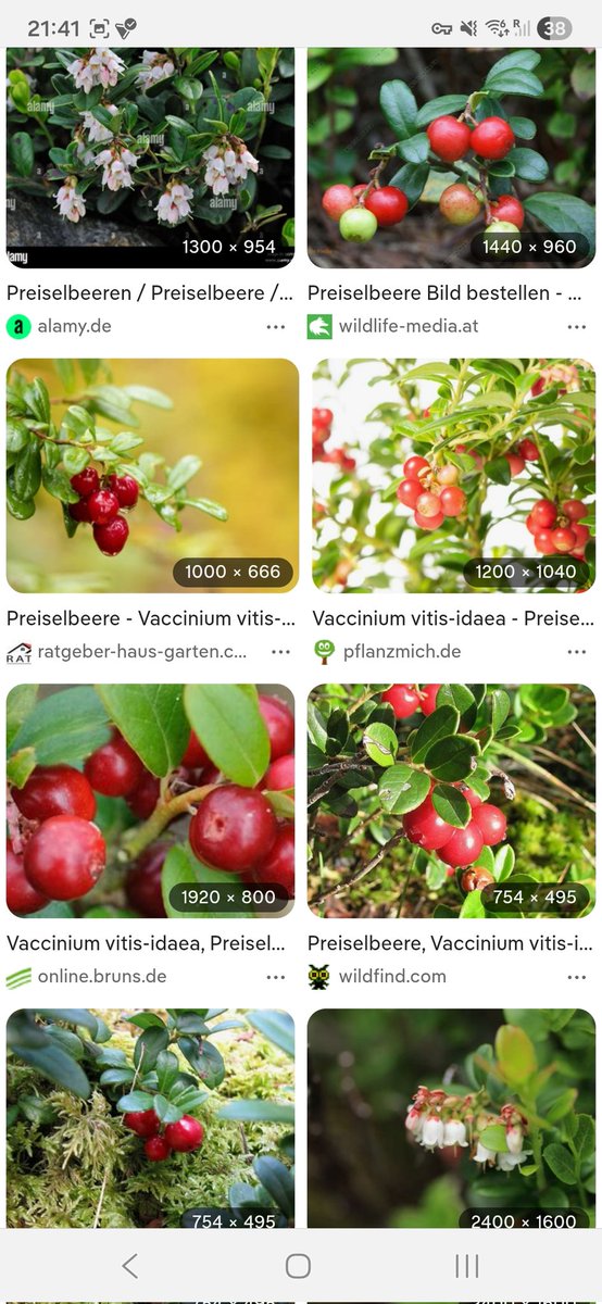 colli brie 🇨🇭🇩🇪 tweet media