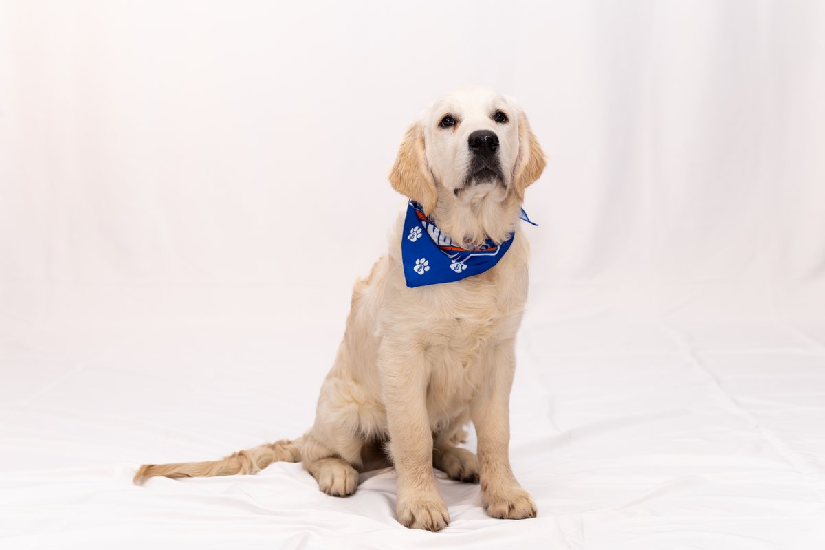 Bridgeport Islanders tweet media