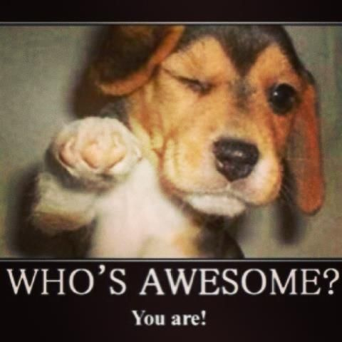 JP The Stray Dog tweet media