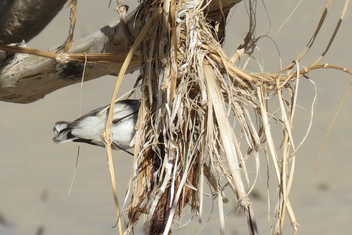 Tranquility Found tweet media