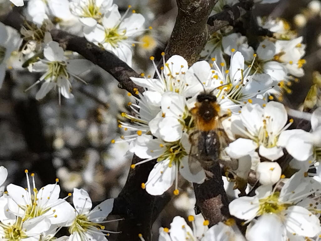 hub_observateur tweet media