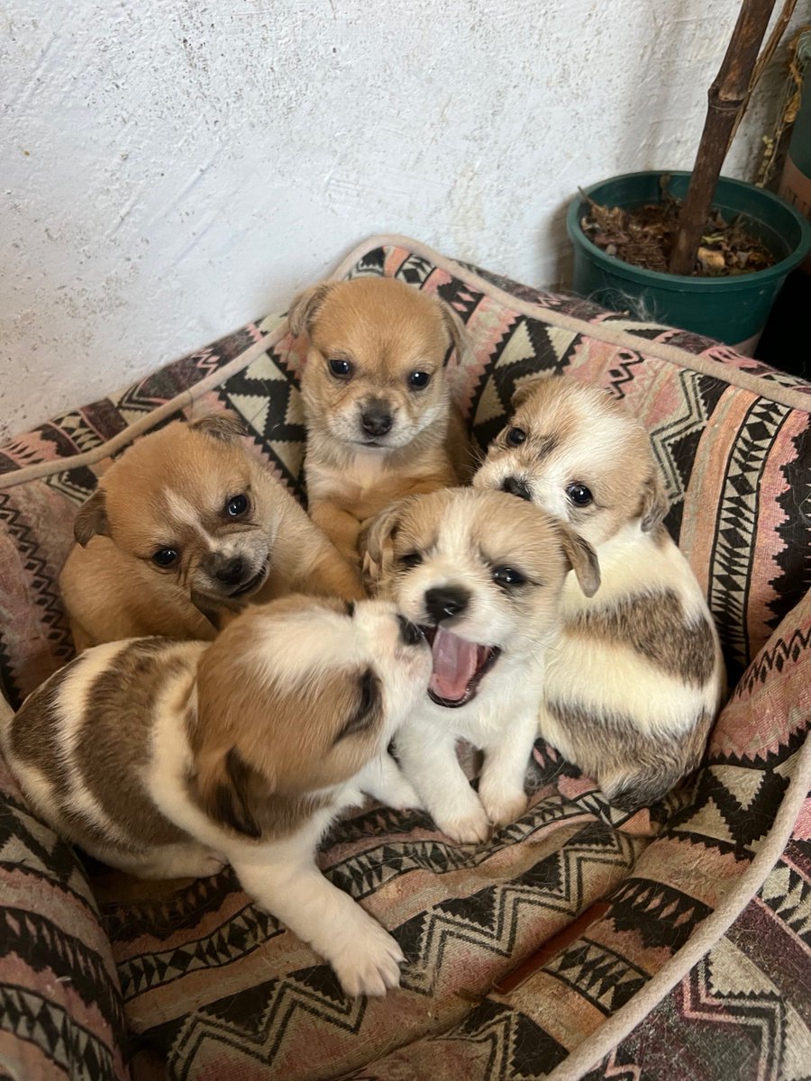 David Čech tweet media