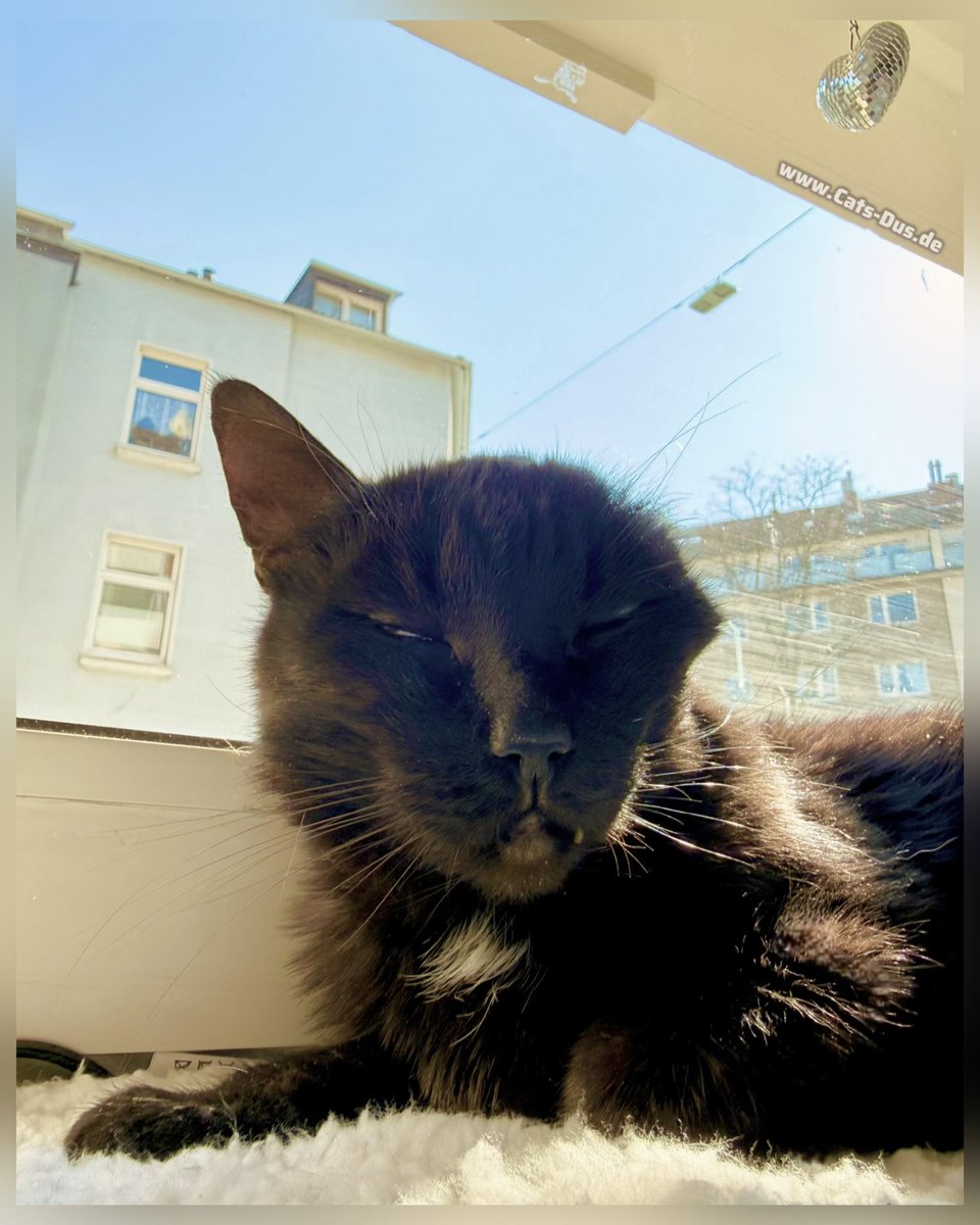 Tiger und Sternchen tweet media