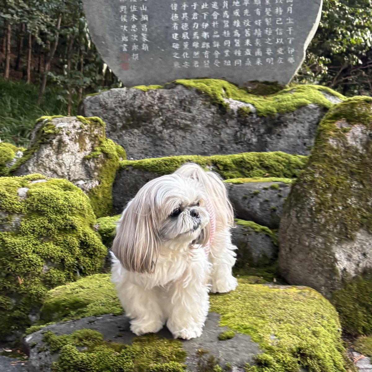 おにまん🐶💕 tweet media