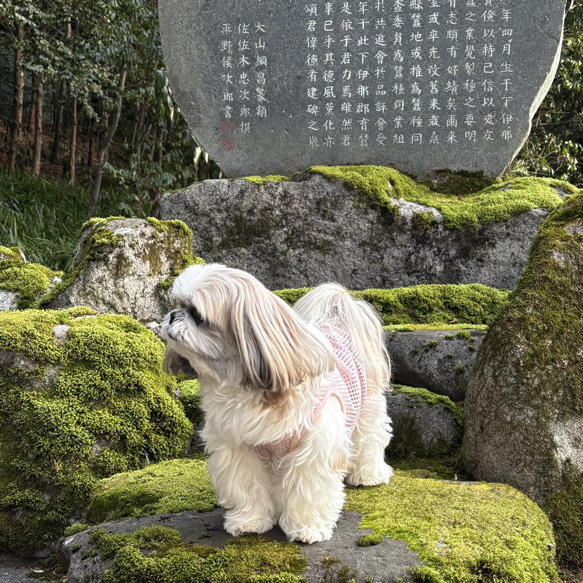 おにまん🐶💕 tweet media