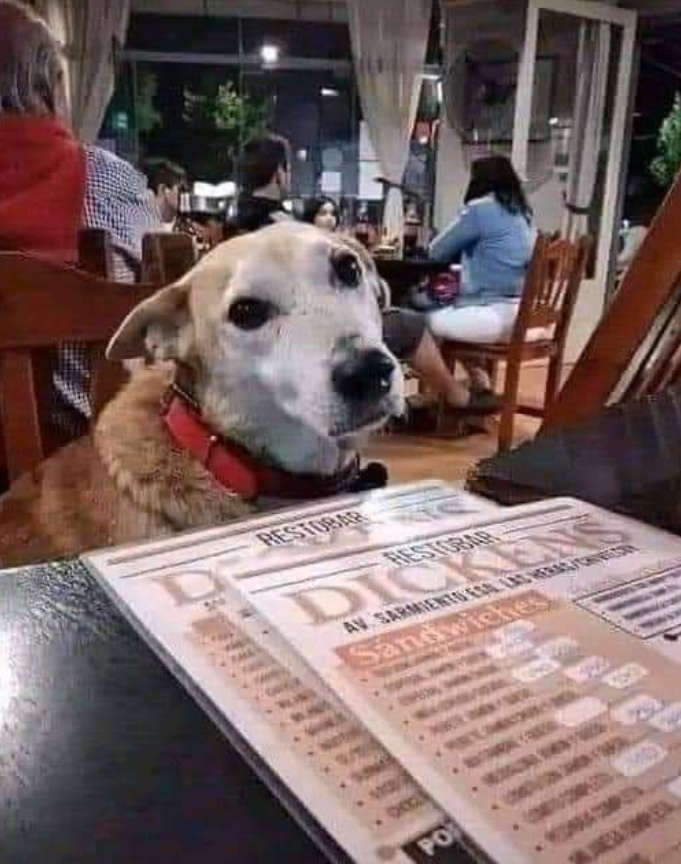 Best in Dogs tweet media