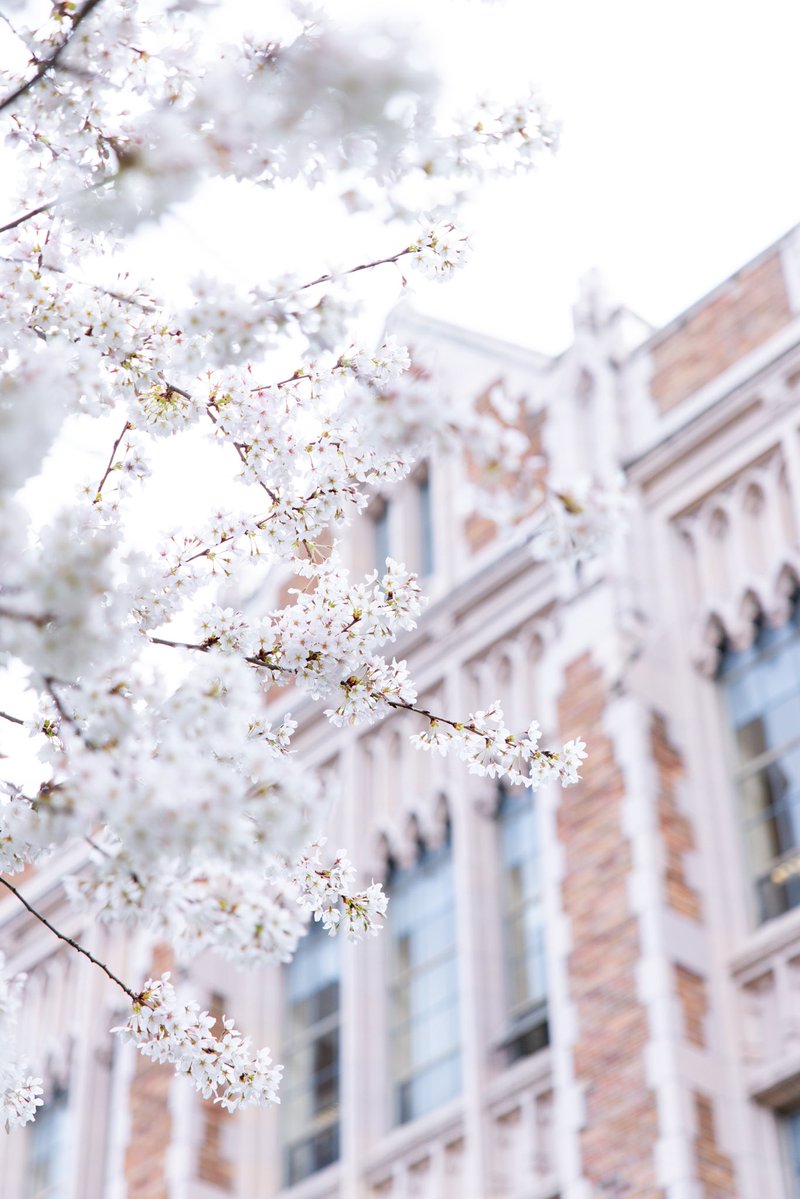 Washington Athletics tweet media