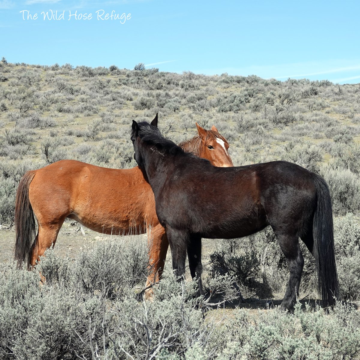 The Wild Animal Sanctuary tweet media