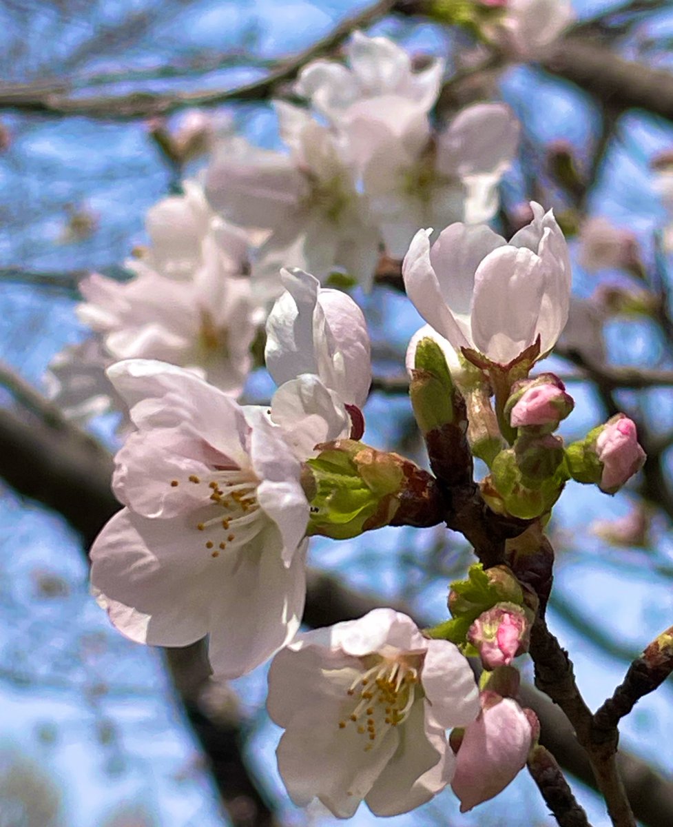 はちみつ tweet media