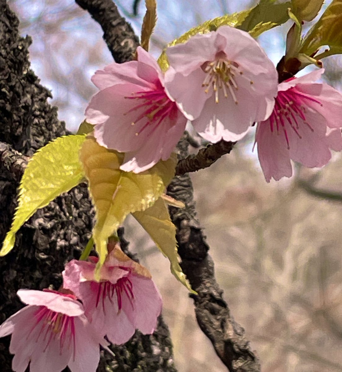 はちみつ tweet media