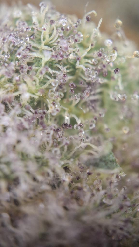 Acidburn_41 tweet media