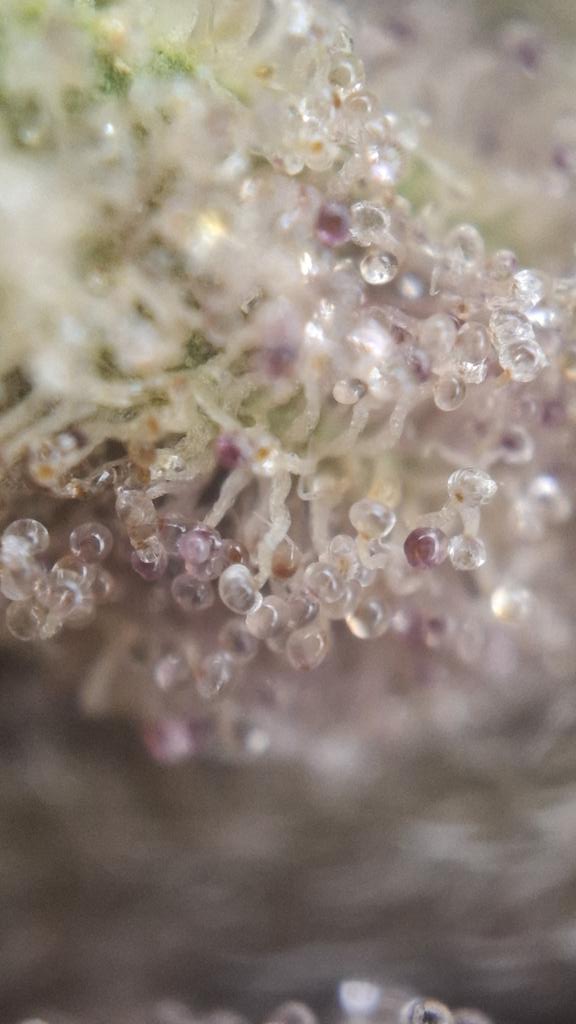 Acidburn_41 tweet media