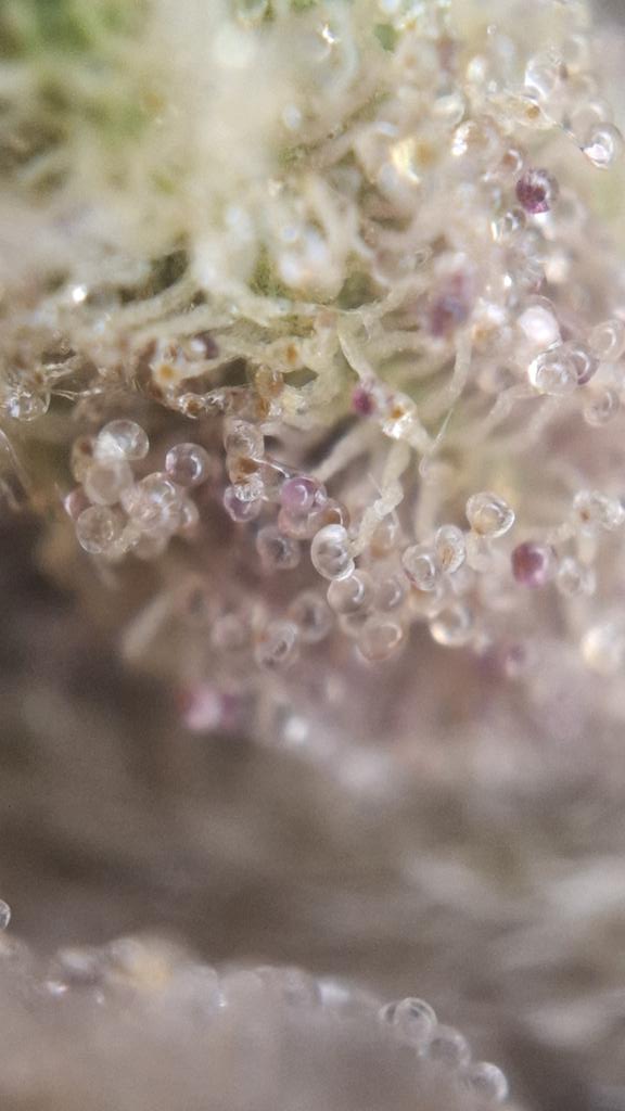 Acidburn_41 tweet media