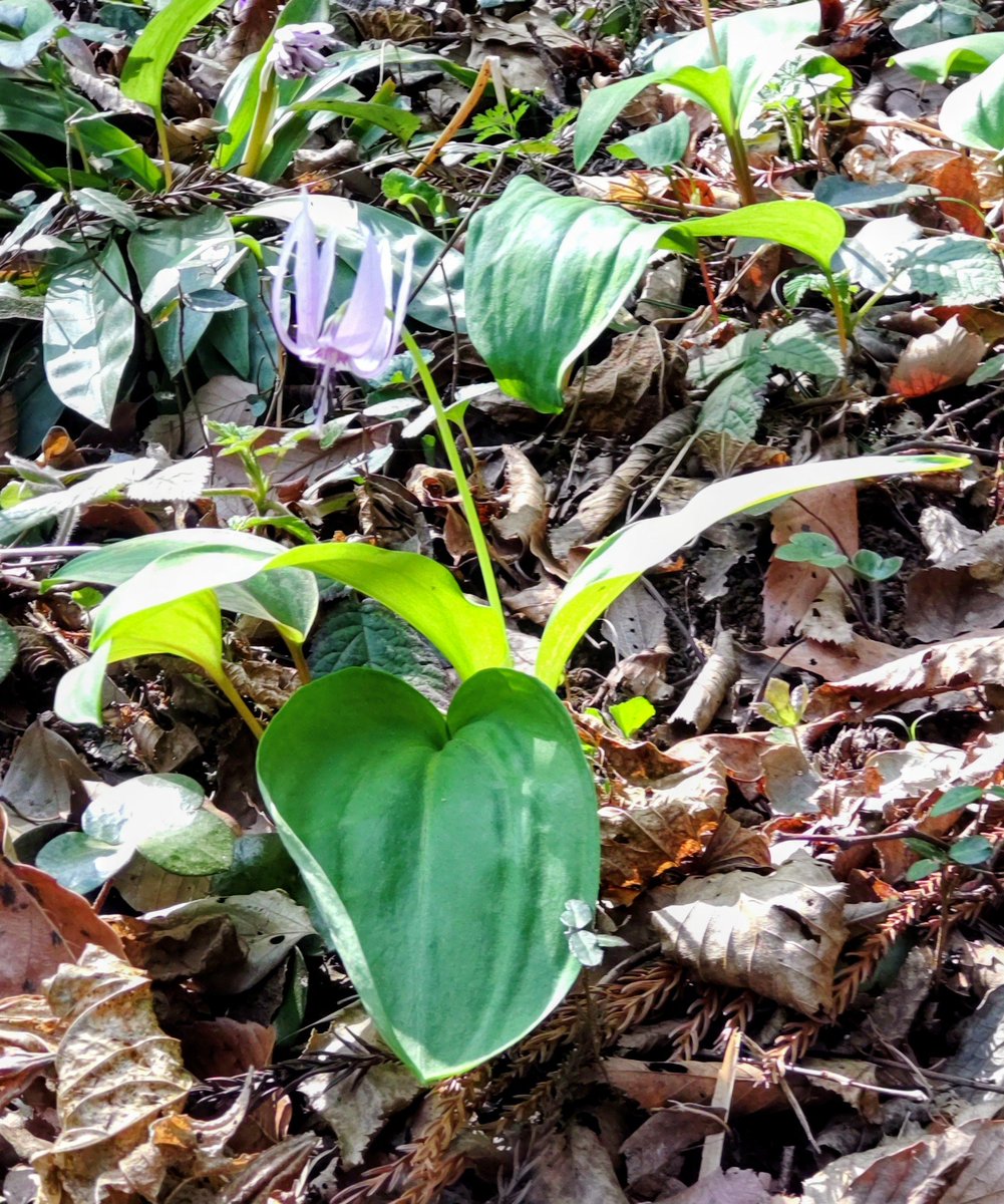 プチ子 tweet media