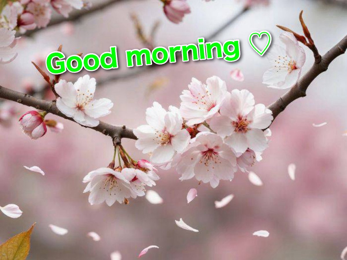 ジーナ チャンネル tweet media