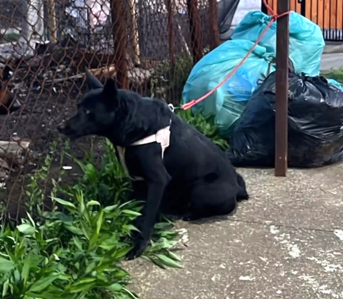Dejaron a este perrito amarrado en el sector Vipla en Lirquén. Está solito y necesitan encontrar a su familia o a alguien que lo reconozca. Si alguien sabe de quién es o tiene alguna información, comuníquese al +56964749949. Favor RT!
#Lirquén
