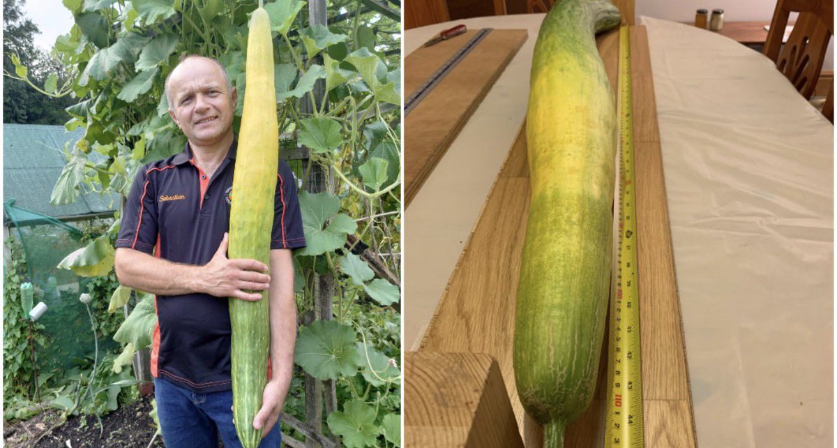 きゅうり鯖之介 tweet media