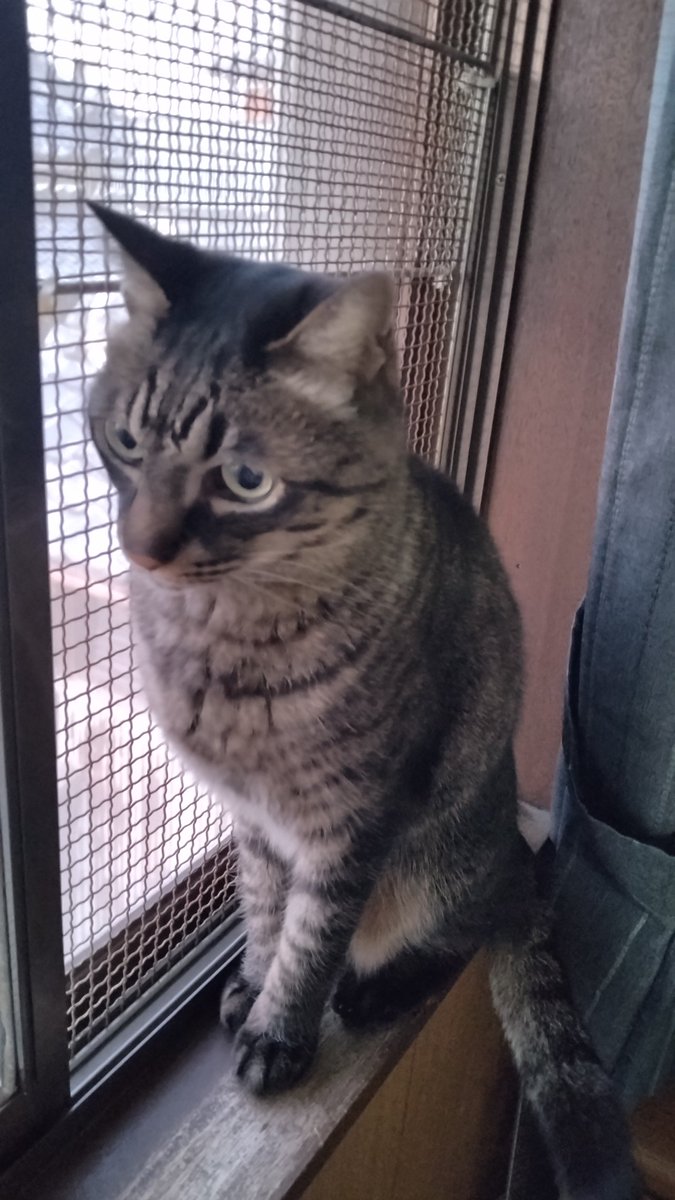 めー(にゃお)🐈 tweet media