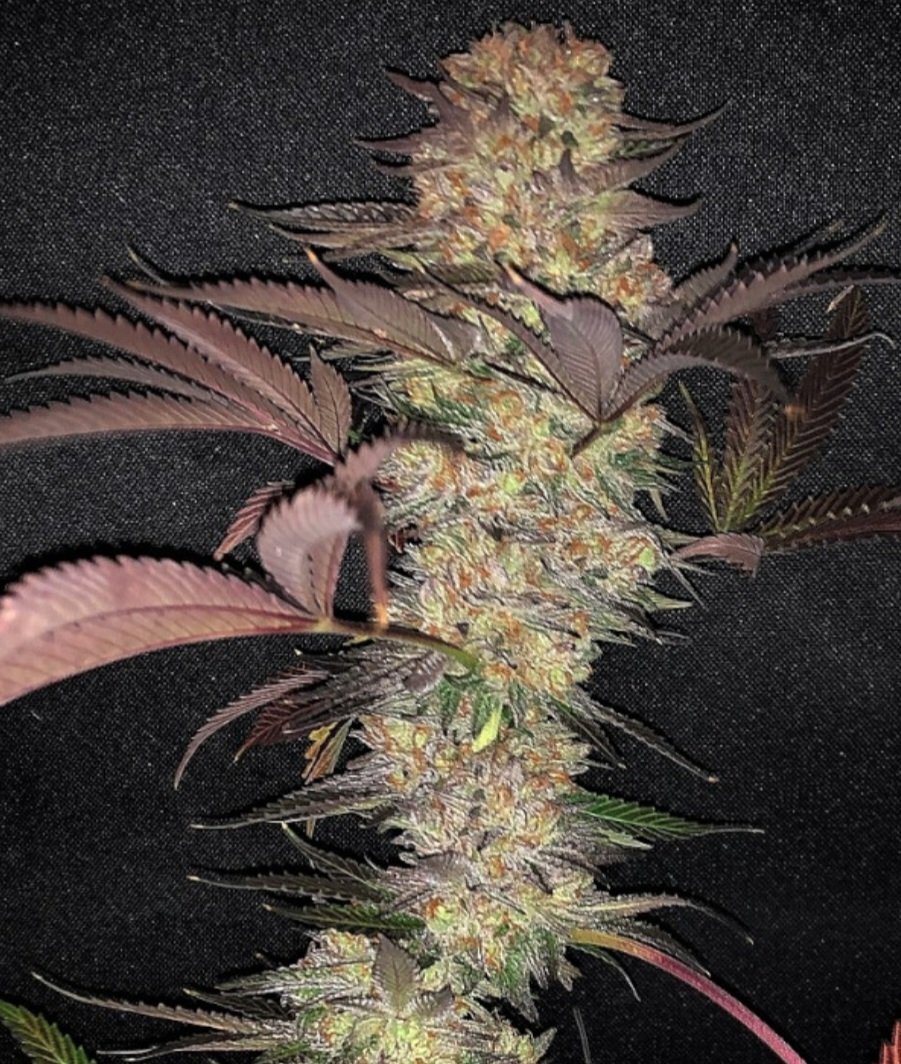 Jinxproof Genetics tweet media