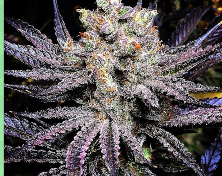 Jinxproof Genetics tweet media