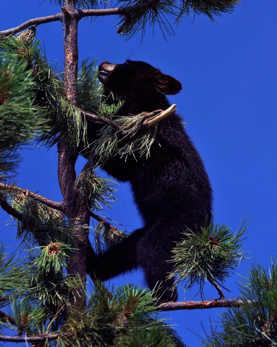 Governor Jared Polis tweet media