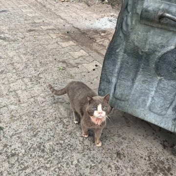 Pati Arkadaş tweet media